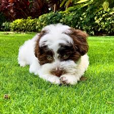 We are a private breeder who handles, trains and shows havanese. Havanese Angels Home Facebook