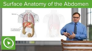 Review of anatomy and mr imaging appearance. Surface Anatomy Of The Abdomen Anatomy Lecturio Youtube