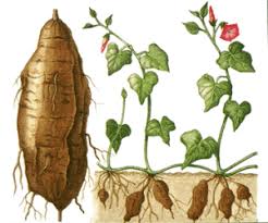 How to grow and harvest sweet potatoes in 4 steps. What Is A Sweet Potato Sweet Potatoes En
