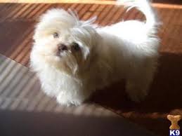 Shih Tzu Puppy For Sale Creamy White Shih Tzu Liver Nose Dolls 13 Years Old