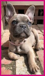 The french bulldog is a sturdy little bulldog with large, erect, rounded, bat ears, a flat, powerful muzzle and a pug nose. French Bulldog Frenchie Sweet Little Girl Funnybulldog French Bulldog Frenchie Swee Cute Baby Animals Super Cute Puppies Bulldog Puppies