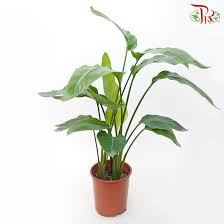 Image result for Strelitzia alba