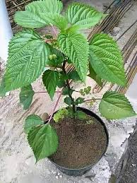 Check spelling or type a new query. Banyuwangi Epic Kalau Ini Nama Nya Bunga Janda Gatal Lurr Lek Daerah Mu Jenenge Bunga Opo Lur Facebook