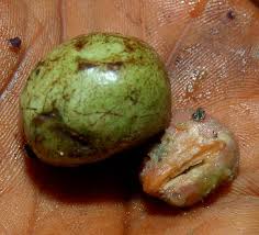 Image result for Pseudospondias