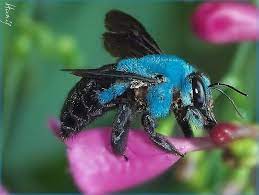 blue carpenter bee macro photography google search bee carpenter bee cute bees