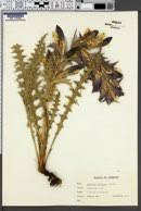 Image result for Acanthus mayaccanus