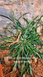 Image result for Ampelocissus multistriata