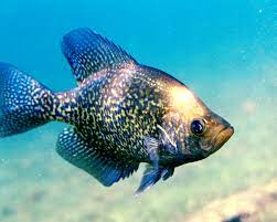 Get a glimpse of life underwater with our collection of fish images and pictures. Black Crappie Wikipedia