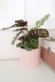 Image result for calathea