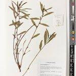 Image result for Acalypha ambigua