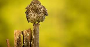 Pronostico Del Tiempo Y Condiciones Meteorologicas Para Washington Dc The Weather Channel Weather Com Wildlife Photography Wildlife World Best Photos