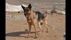 Alman Kurt Kopekleri German Shepherd Dogs Youtube