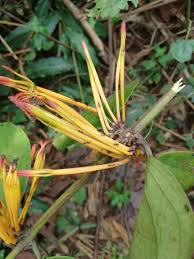 Image result for Phragmanthera capitata