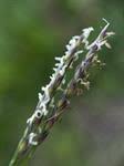 Image result for Urochloa oligobrachiata