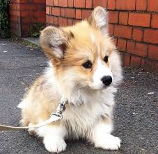 Pets Universal Fluffy Corgi Corgi Dog Cute Dogs