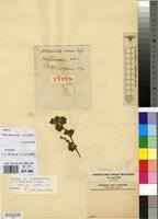 Image result for Alchemilla johnstonii