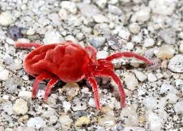 Image result for red mite