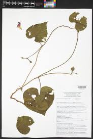 Image result for Ipomoea parasitica