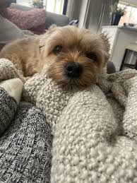 Below you will find texas teacup breeders, texas american cocker spaniel puppies for sale in texas, tx jean arendt location: Looking For Havanese Breeders In Texas Or Puppies In Texas