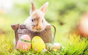 Ostereier mit frühlingsblumen 9 desktop bilder >> frohe ostern! Herunterladen Hintergrundbild Osterhase Frohe Ostern 4k Ostereier Ostern Deko Fur Desktop Kostenlos Hintergrundbilder Fur Ihren Desktop Kostenlos