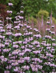 Jerusalem Sage Phlomis Tuberosa Amazone Spires Of Veronicastrum In The Background Garten Pflanzen Stauden Ungewohnliche Pflanzen