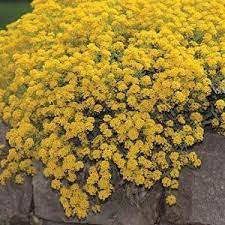 Alyssum Mountain Gold Alyssum Flower Seeds Alyssum Flowers