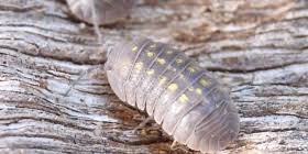 Ensure woodlice control this summer! How To Get Rid Of Wood Lice Ways Of Killing And Protecting Against Oniscidea Nexles