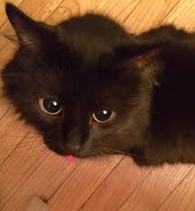 Cats stick their tongues out when they have ingested something poisonous. Sometimes She Forgets She Left Her Tongue Out Imgur