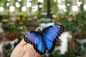 It is a bee and butterfly favorite. In Pictures Dubai Butterfly Garden Things To Do Time Out Dubai