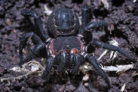 Image result for Orthochilus mechowii