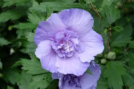 Image result for Hibiscus syriacus Violet Clair Double