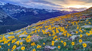 Maybe you would like to learn more about one of these? Dreaming Of Spring 9 Great Spots To See Wildflowers National Parks Conservation Association
