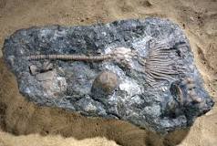 Image result for fossils form in which kind of rock? course hero