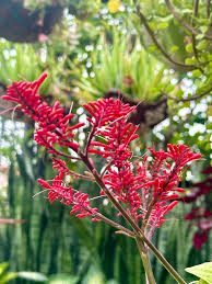 Image result for Chlorophytum amplexicaule