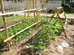 Farmerdill is right about zucchini. Legumes Vegarden Indoor Herb Garden Diy Squash Trellis Indoor Herb Garden