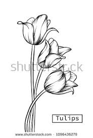 Hand Drawn Illustration And Sketch Tulips Flower Flower Line Drawings Flower Sketch Pencil Tulip Drawing