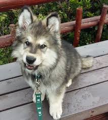 These dogs required to be walked a minimum of once a day but, generally, walking them twice is better. Alaskan Shepherd Dog Breed Information And Pictures