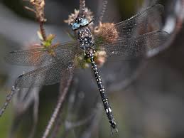 Image result for Austrosynotis rectirama