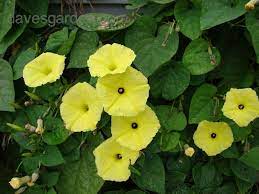 Morning Glories Plantfiles Picture 21 Of Yellow Morning Glory Ipomoea Ochracea Morning Glory Flowers Yellow Blossom Morning Glory