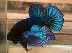 Giant betta fish are bettas larger in size than regular betta fish. King Betta Fish For Sale Online Shopping