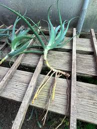 Image result for Aloe arborescens × inyangensis