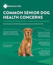 Dog Health Dog Health Dog Illnesses Sick Dog Symptoms