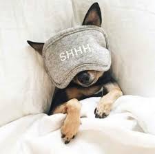 Hayvan Gezegeni Hayvangezegeni Twitter Cute Dogs Cute Animals Funny Animals