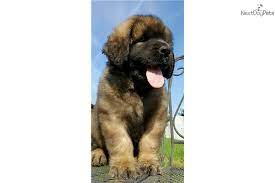 Wered Leonberger Puppy For Sale Near Los Angeles California C3527b5f 1001 Leonberger Puppy Leonberger Group Of Dogs