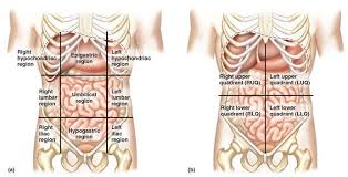 1024 x 895 jpeg 120 кб. The Abdomen Can Be Divided Into Quadrants By Two Perpendicular Lines Intersecting At The Umbilicus To Make T Anatomy And Physiology Body Massage Hypochondriacs