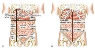 The left lower quadrant houses the majority of the small intestine, some of the large intestine, the left female reproductive organs, and the left ureter. The Abdomen Can Be Divided Into Quadrants By Two Perpendicular Lines Intersecting At The Umbilicus To Make Th Anatomy And Physiology Anatomy Class Body Massage