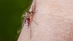 West nile virus (virus) causes et facteurs aggravants  modifier le code  tout contexte d'instabilité écologique, paysagère, environnementale ou sociale (guerre, déplacements de réfugiés, appauvrissement de populations, etc.) peut favoriser une maladie émergente ou sa diffusion. Mucken Auch Heimische Art Ubertragt West Nil Virus Ndr De Ratgeber Gesundheit