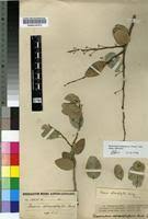 Image result for Mystroxylon aethiopicum