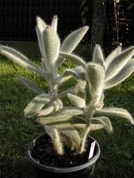 Kalanchoe Tomentosa Cv Super Duper Cactus Plants Succulents Plants