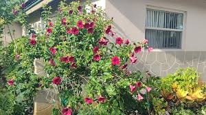 Image result for Allamanda